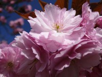 /album/plants/plant-4-jpg/